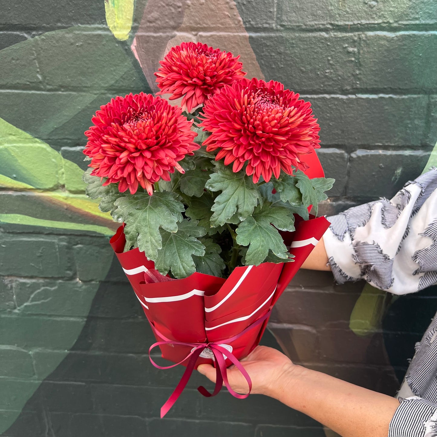 Chrysanthemum Flowering Pot(Red Disbuds)