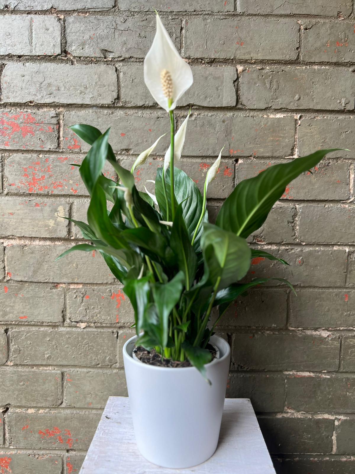 Peace Lily Ceramic Pot