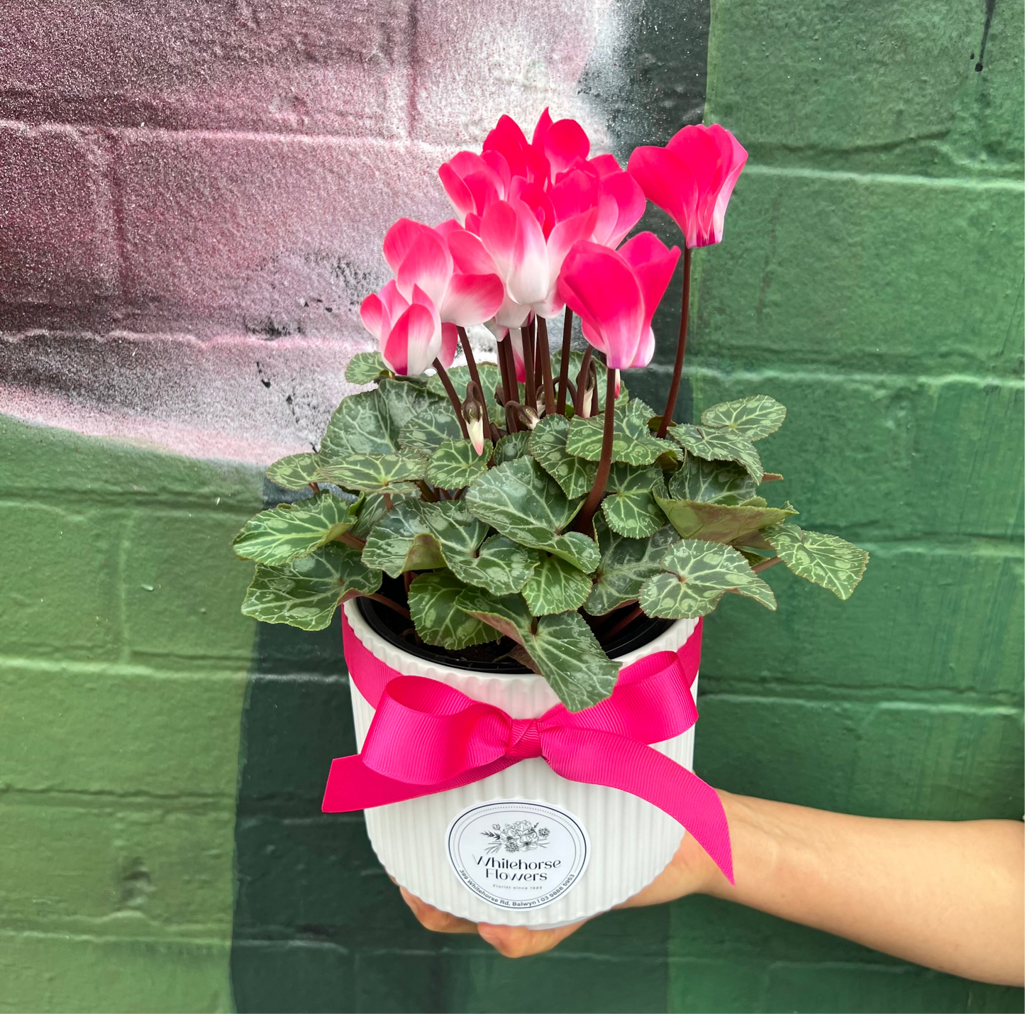 Cyclamen Flowering Pot(Pink)