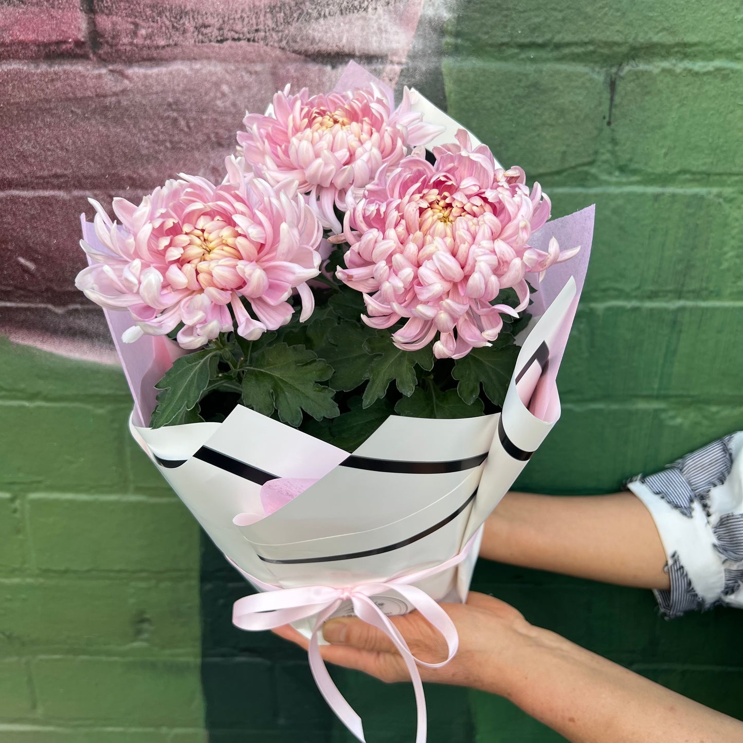Chrysanthemum Flowering Pot(Pink Disbuds)