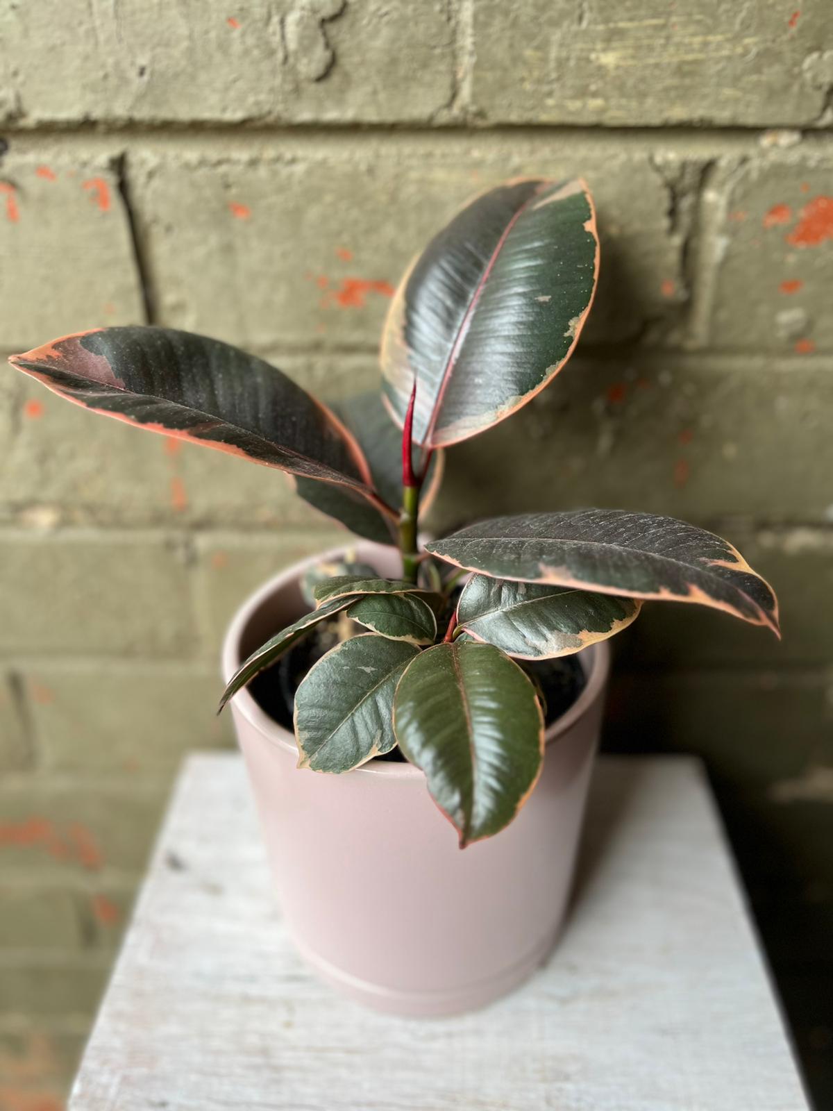 Pink Rubber Plant