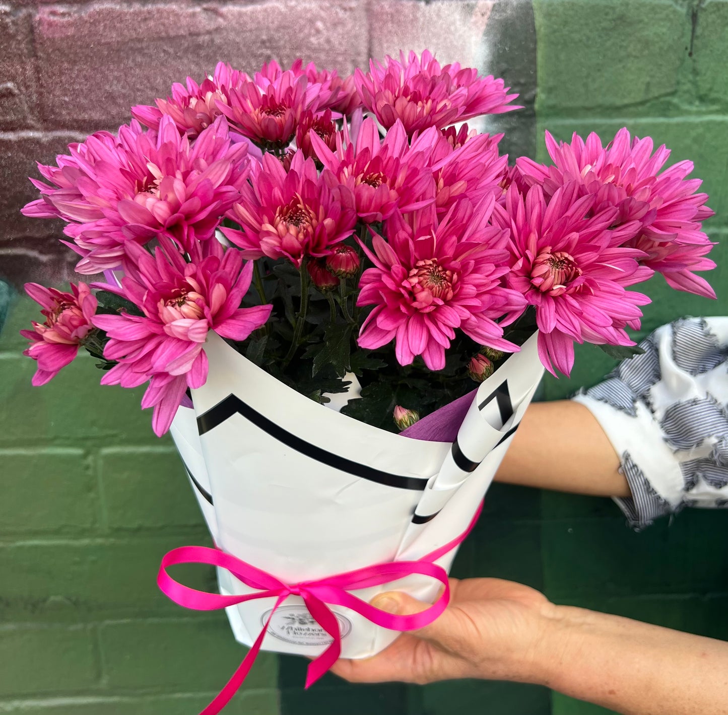 Chrysanthemum Flowering Pot(Hotpink)