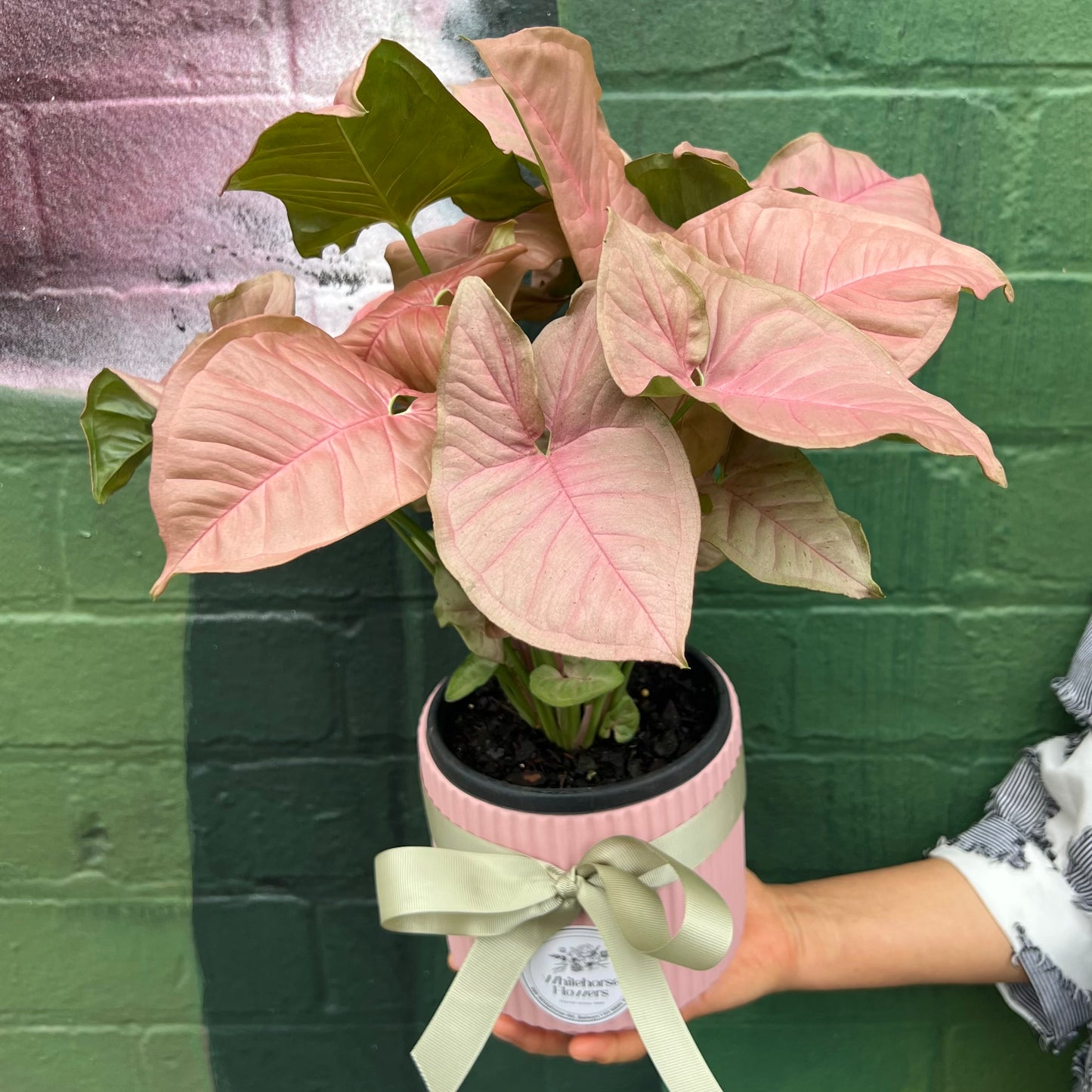 Pink Syngonium Ceramic Pot