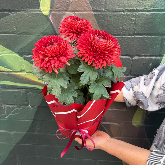 A Heartfelt Day to Remember: Creative ways to celebrate Mum together