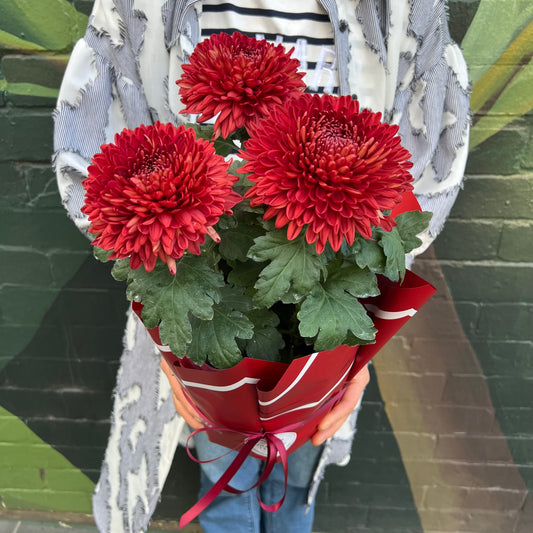 Chrysanthemum Flowering Pot(Red Disbuds)