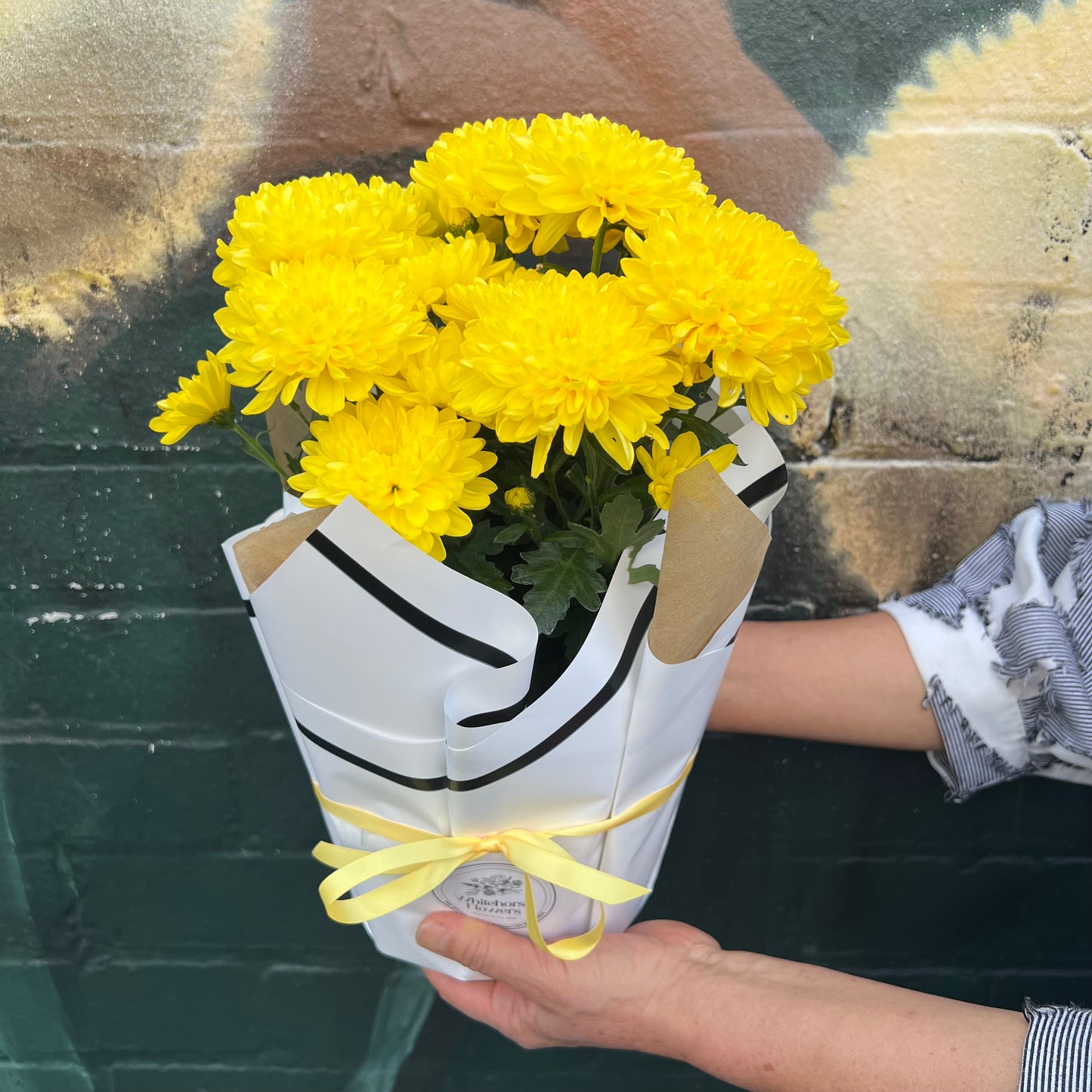 Chrysanthemum Flowering Pot(Yellow)