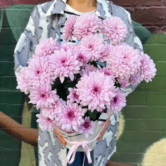 Chrysanthemum Flowering Pot(Two tones purple)
