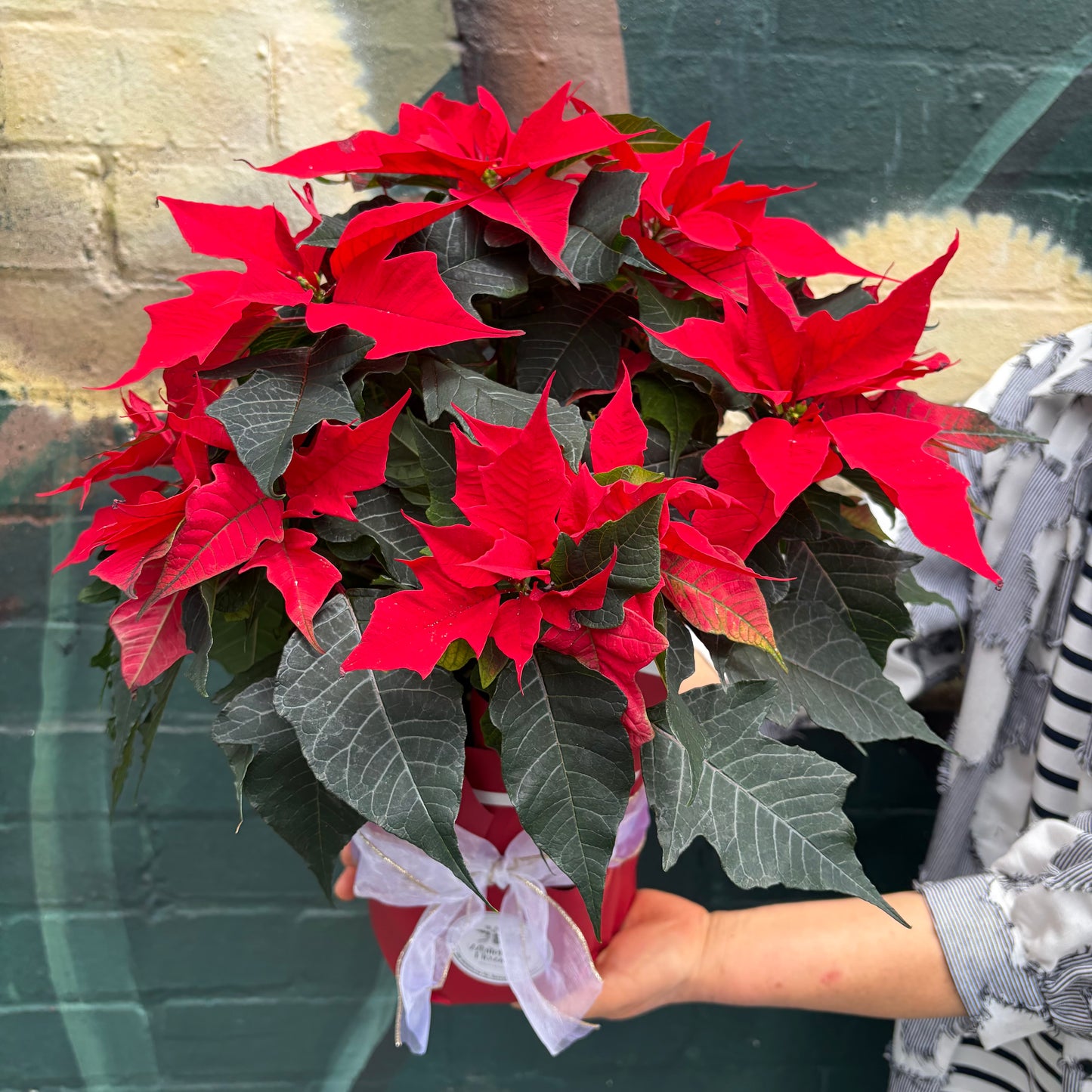 Poinsettia Red(Deluxe Size)