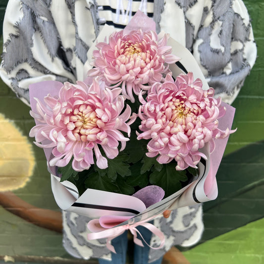 Chrysanthemum Flowering Pot(Pink Disbuds)